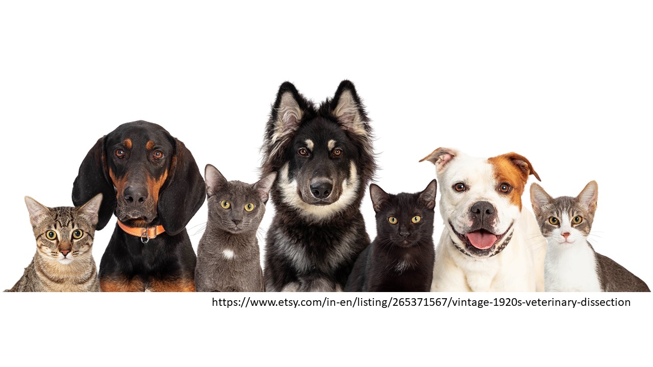 Summary Of AS4106 Care And Management Of Companion Animals summary-of-as4106-care-and-management-of-companion-animals